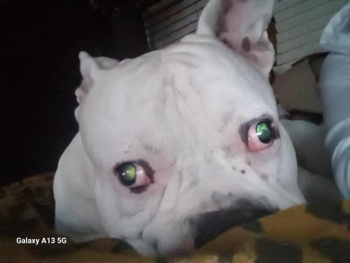 Lost Male Dog last seen Fig and Saginaw ave, Caruthers, CA 93609