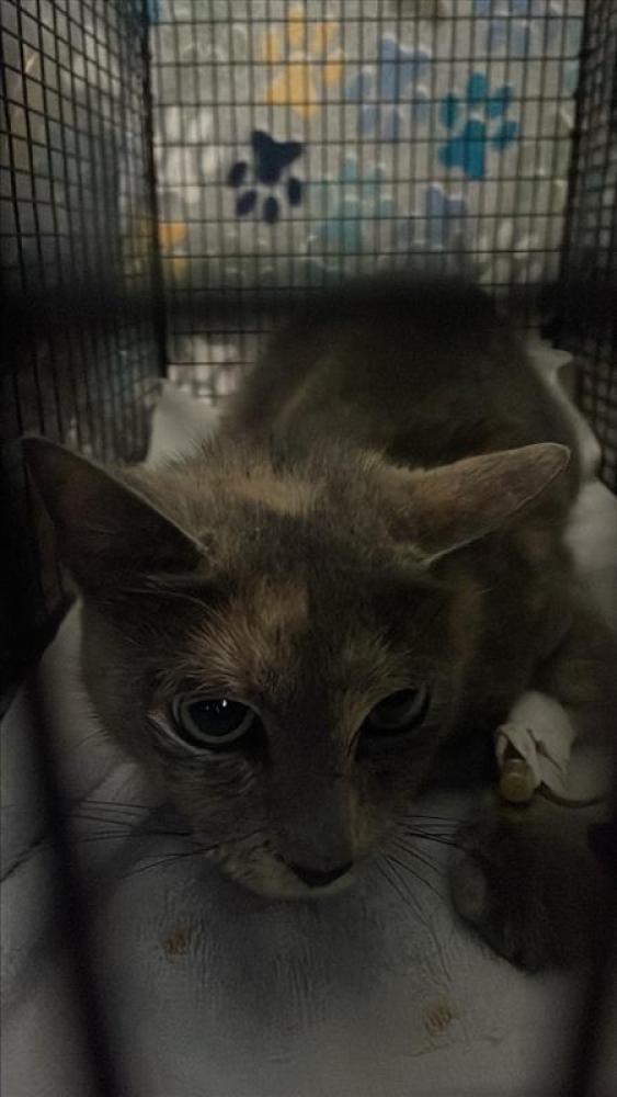 Shelter Stray Female Cat last seen Near BLOCK FLORENCIA LANE, Austin, TX 78702