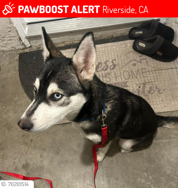 Lost Female Dog last seen Stover ave and arlington, Riverside, CA 92505