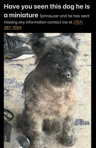 Lost Male Dog last seen Military highway, Chesapeake, VA 23321
