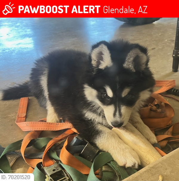 Lost Female Dog last seen 67th Ave and Mercer, Peoria, AZ 85310