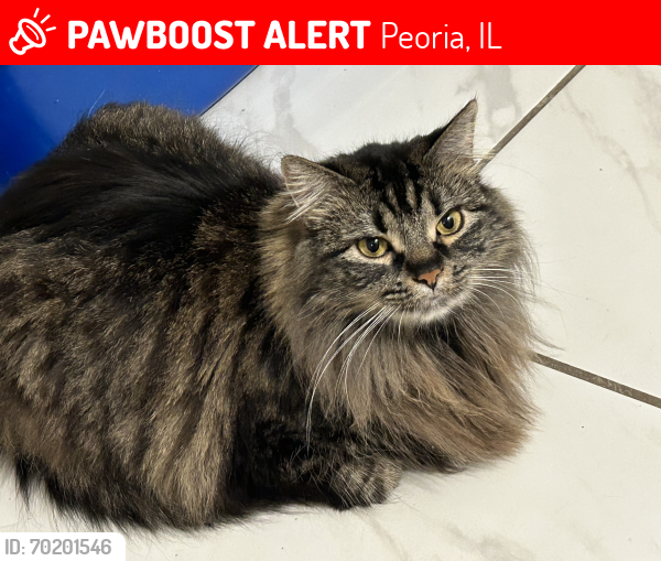 Lost Female Cat last seen Peoria, il, Peoria, IL 61603