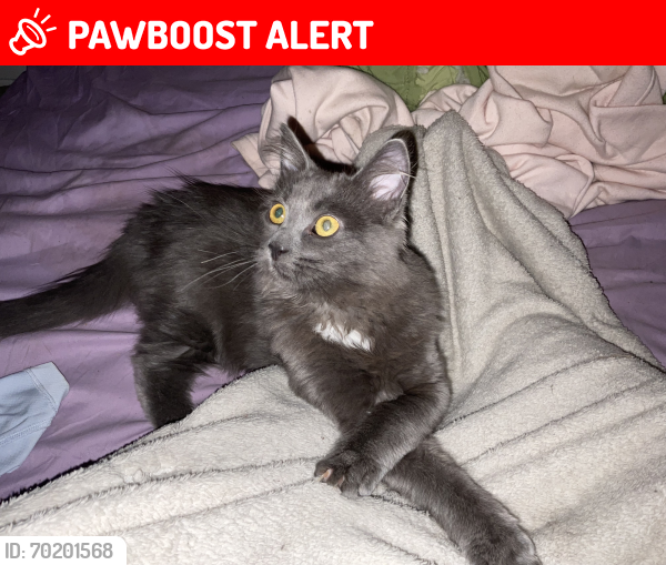 Lost Female Cat last seen Okanagan, Robinson , Lake Country, BC V4V