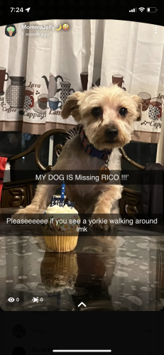 Lost Male Dog last seen Near may st Worcester ma 01610, Worcester, MA 01610