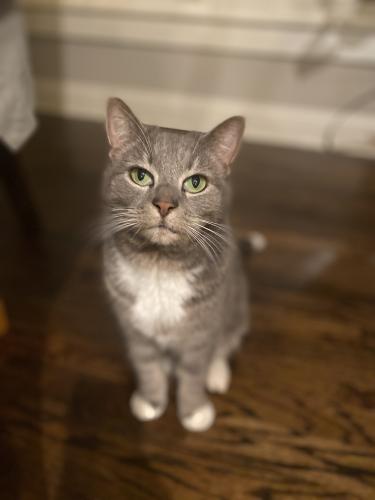 Lost Female Cat last seen Concord road, Love Street, and Reed Street, Smyrna, GA 30080