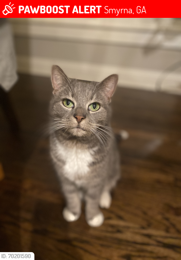 Lost Female Cat last seen Concord road, Love Street, and Reed Street, Smyrna, GA 30080