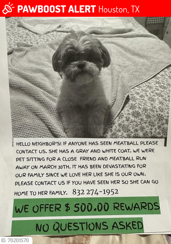 Lost Male Dog last seen West little york , Houston, TX 77084