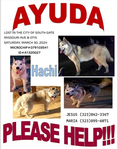 Lost Male Dog last seen MISSOURI AVENUE & OTIS , South Gate, CA 90280
