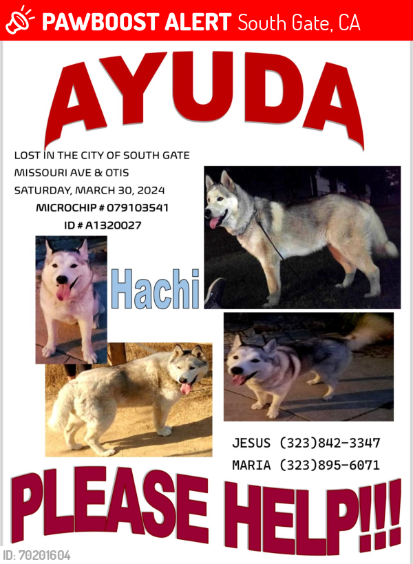 Lost Male Dog last seen MISSOURI AVENUE & OTIS , South Gate, CA 90280