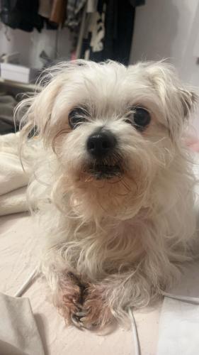 Lost Female Dog last seen main st, Wethersfield, CT 06109