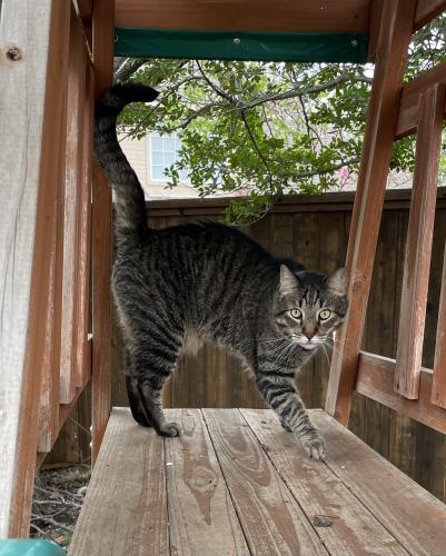 Lost Male Cat last seen Virginia and lake forest , McKinney, TX 75071