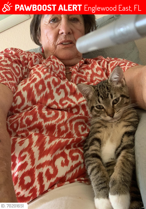 Lost Male Cat last seen Princess and Shalimar, Englewood East, FL 33981