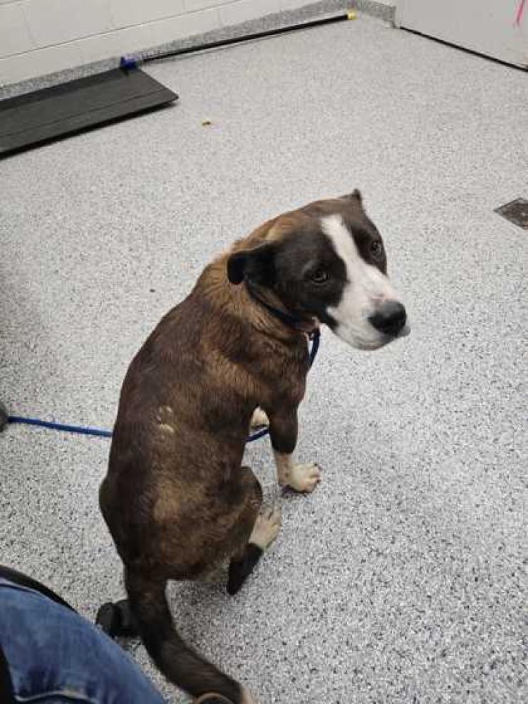 Shelter Stray Female Dog last seen Knox County, TN , Knoxville, TN 37919