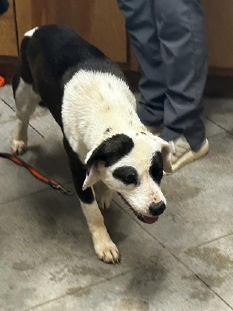 Shelter Stray Female Dog last seen Waco, GA 30182, Carrollton, GA 30117