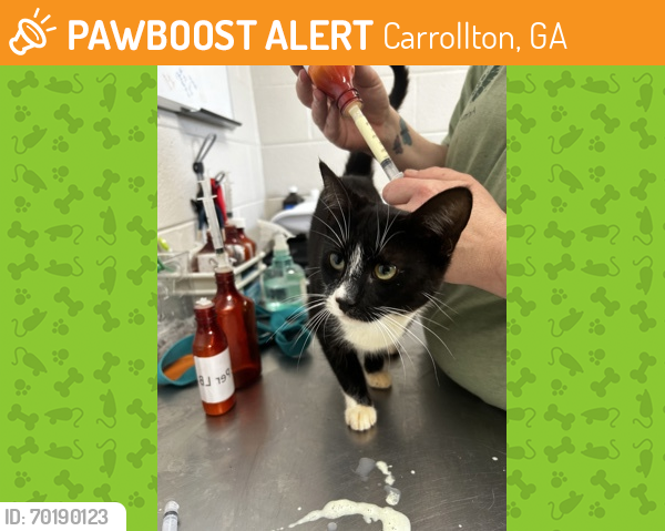 Shelter Stray Female Cat last seen Whitesburg, GA 30185, Carrollton, GA 30117