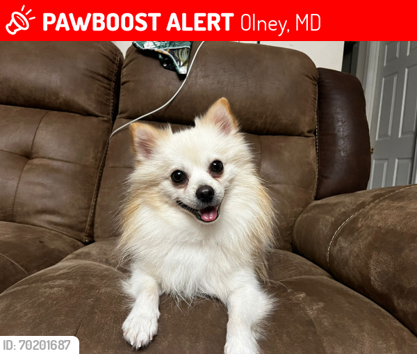Lost Male Dog last seen Near pond ridge ct only md , Olney, MD 20832