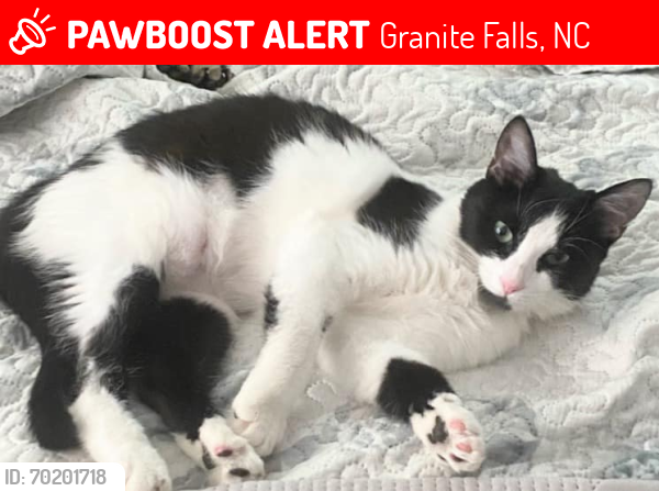 Lost Female Cat last seen Granite Falls Middle School, Granite Falls NC, Granite Falls, NC 28630