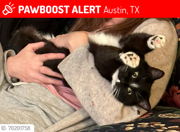 Lost Female Cat last seen Landon Ln and Harris Park Ave near Eastwoods Neighborhood Park, Austin, TX 78705