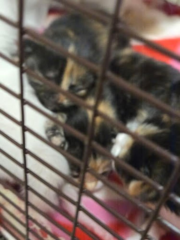 Shelter Stray Female Cat last seen Near BLOCK MCANGUS RD, Austin, TX 78702