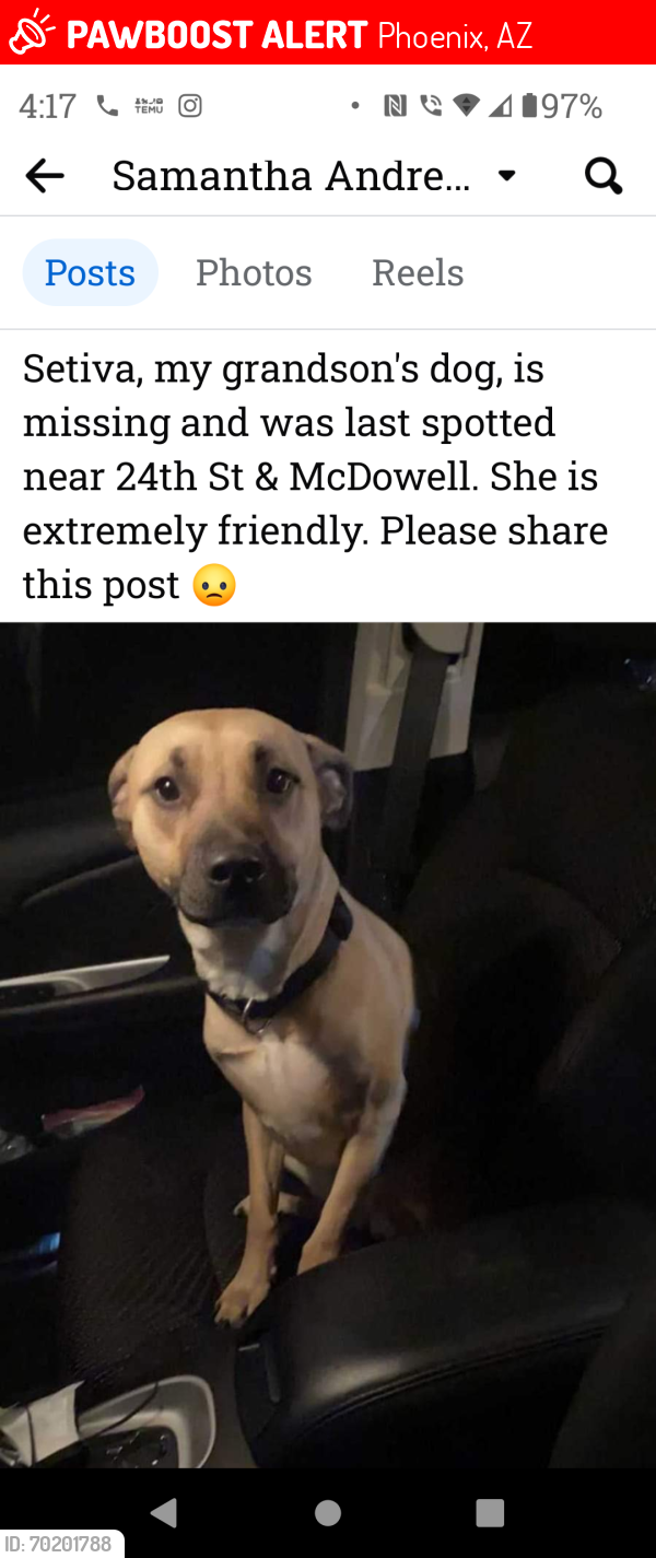 Lost Female Dog last seen 24th st and Thomas, Phoenix, AZ 85006