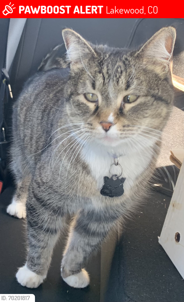Lost Female Cat last seen Near S Foothill Dr, Lakewood, CO 80228, Lakewood, CO 80228
