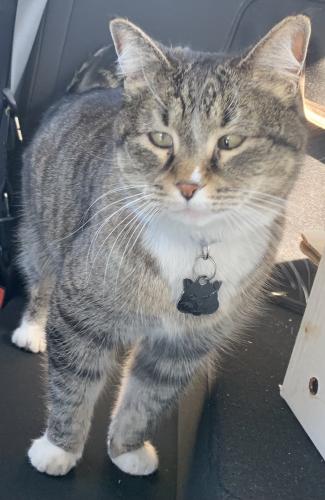 Lost Female Cat last seen Near S Foothill Dr, Lakewood, CO 80228, Lakewood, CO 80228