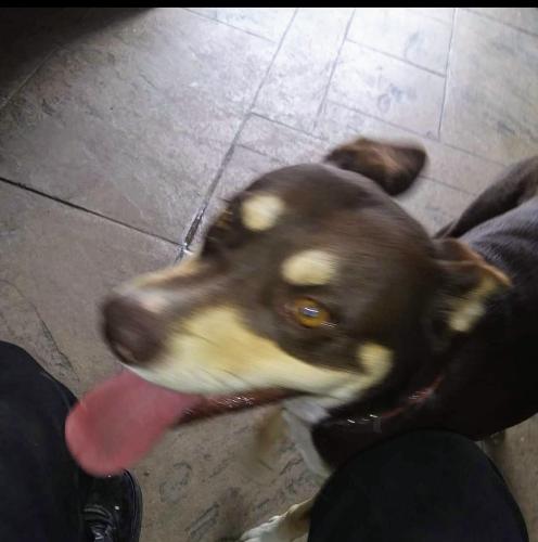Lost Female Dog last seen Near  Nelson Rd , San Antonio, TX 78252