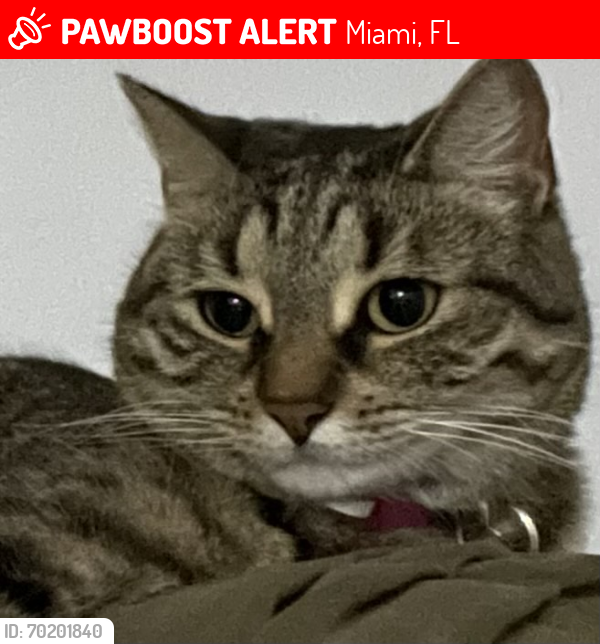 Lost Female Cat last seen SW 102nd Ave and Kendall Drive, Miami, FL 33173