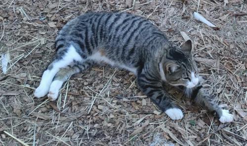 Lost Male Cat last seen Litte Dug Gap Lane, Louisville, TN 37777