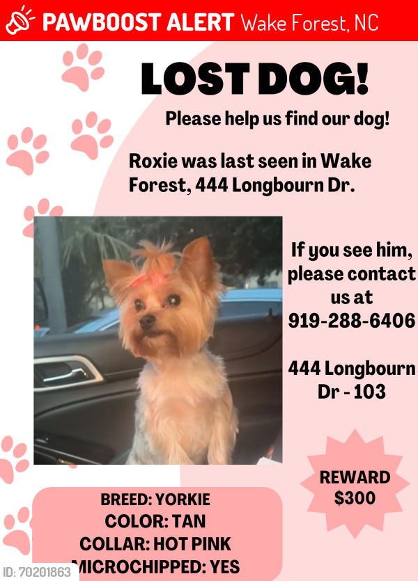 Lost Female Dog last seen Main street, Wake Forest, Longbourn Dr, Wake Forest, NC 27587