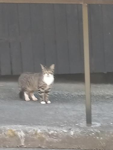 Found/Stray Unknown Cat last seen IVY old Bent Willeys, Morgantown, WV 26505
