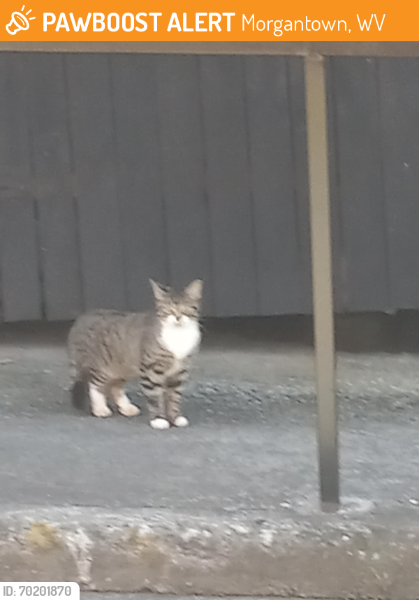 Found/Stray Unknown Cat last seen IVY old Bent Willeys, Morgantown, WV 26505