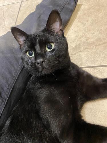 Lost Male Cat last seen A country place apmts, Austin, TX 78758