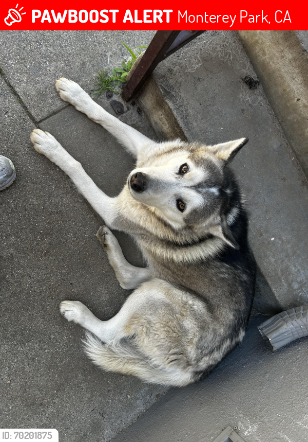 Lost Male Dog last seen Near fwy and Wilcox, Monterey Park, CA 91755