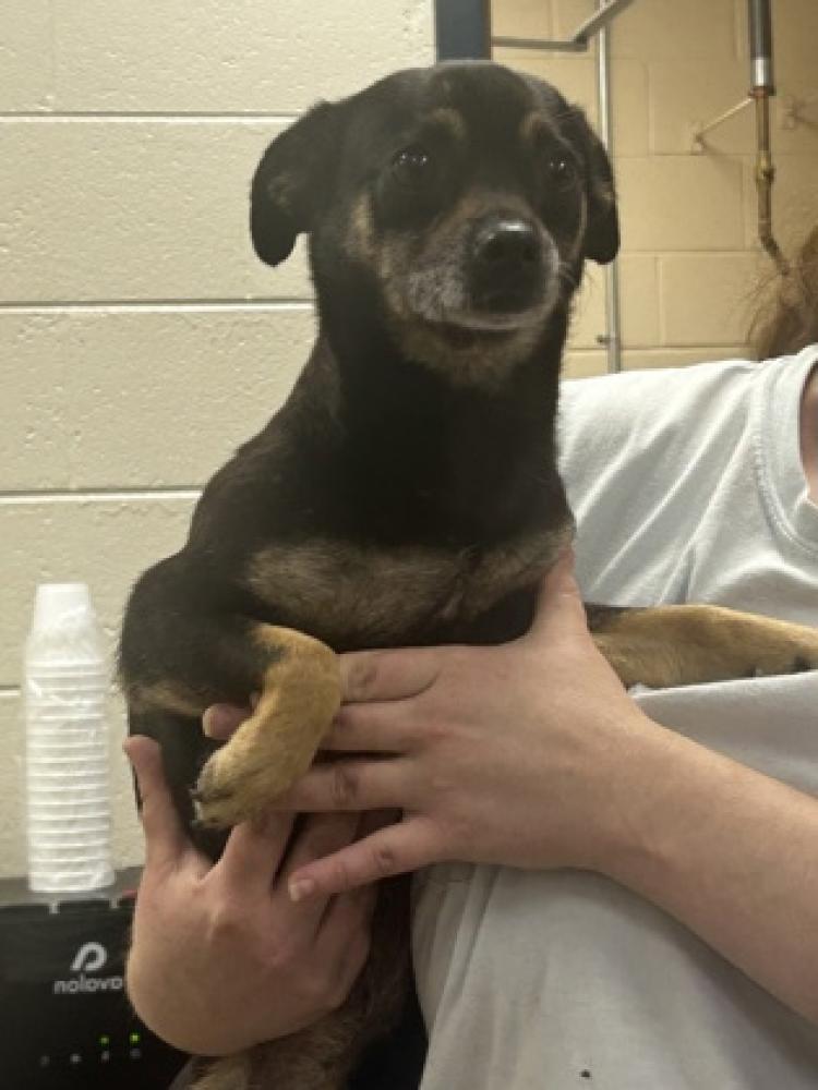 Shelter Stray Female Dog last seen Bremen, GA , Carrollton, GA 30117