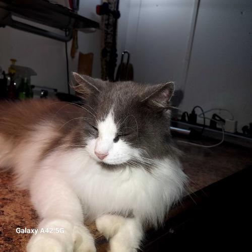 Lost Male Cat last seen Maryfrances dr kissimmee 34741, Kissimmee, FL 34741