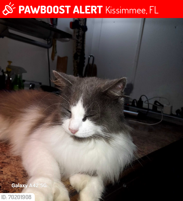 Lost Male Cat last seen Maryfrances dr kissimmee 34741, Kissimmee, FL 34741