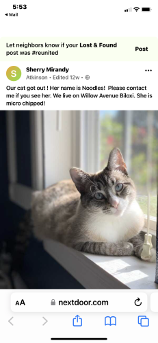 Lost Female Cat last seen Floyd Ave Biloxi , Biloxi, MS 39531