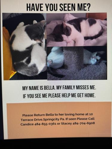 Lost Female Cat last seen Saylor mill road , Spring City, PA 19475