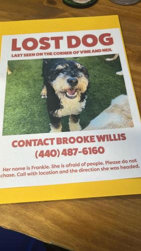 Lost Female Dog last seen Neil and Vine by railroad tracks , Columbus, OH 43215