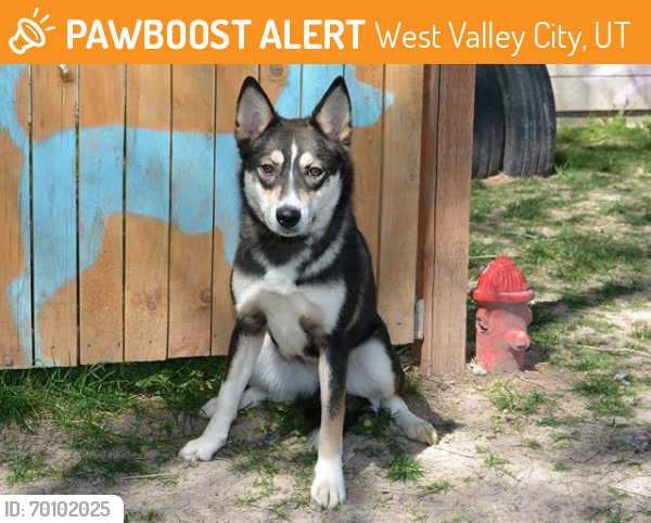 Shelter Stray Female Dog last seen REDWOOD ROAD 4500 S, West Valley City, UT 84120
