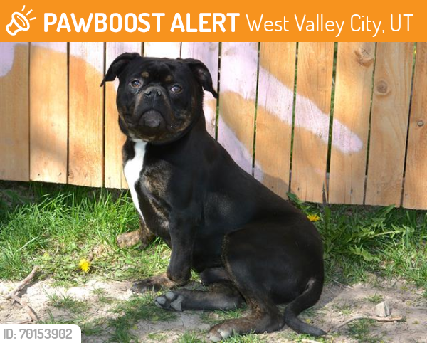 Shelter Stray Male Dog last seen Near BLOCK W BRUD DR, WEST VALLEY CITY UT 84128, West Valley City, UT 84120