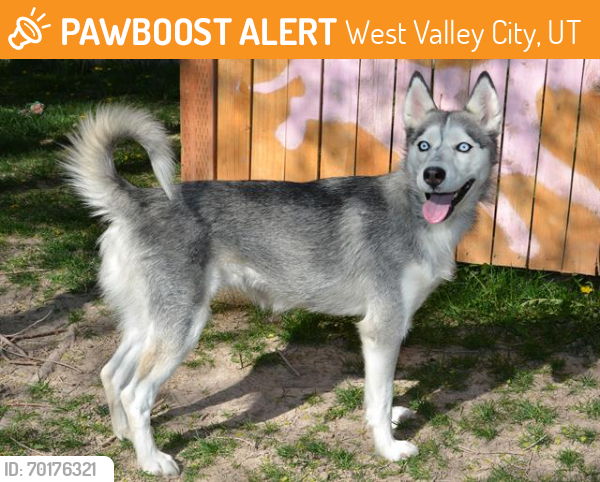 Shelter Stray Female Dog last seen Near BLOCK S CARNEGIE TECH ST, WEST VALLEY CITY UT 84120, West Valley City, UT 84120