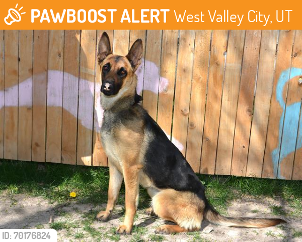 Shelter Stray Female Dog last seen Near BLOCK W NORTH BOROUGH DR, TAYLORSVILLE UT 84129, West Valley City, UT 84120