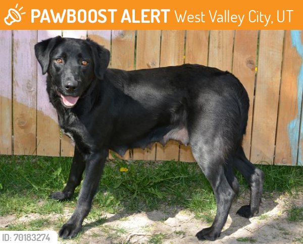 Shelter Stray Female Dog last seen Near BLOCK W 3100 S, WEST VALLEY CITY UT 84120, West Valley City, UT 84120