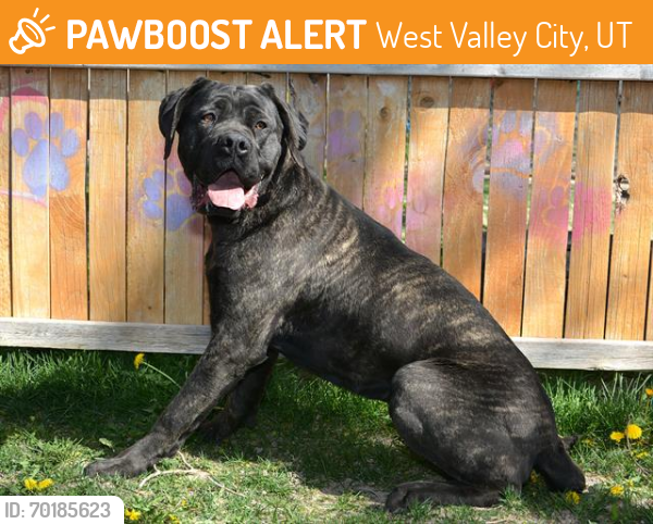 Shelter Stray Female Dog last seen Near BLOCK W 6200 S, WEST VALLEY CITY UT 84118, West Valley City, UT 84120