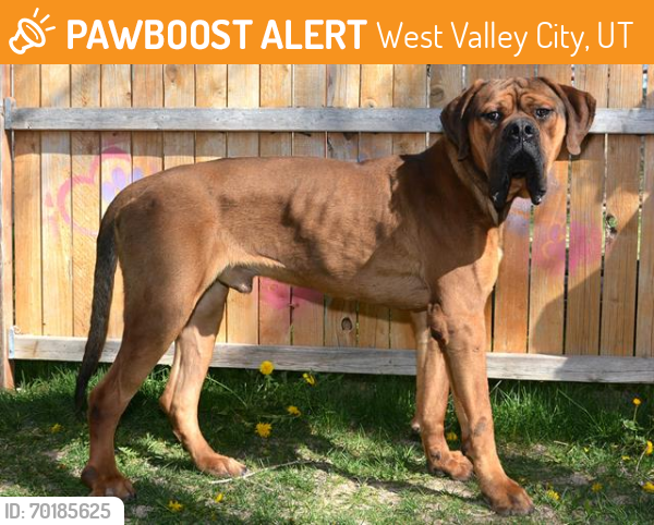 Shelter Stray Male Dog last seen Near BLOCK W 6200 S, WEST VALLEY CITY UT 84118, West Valley City, UT 84120