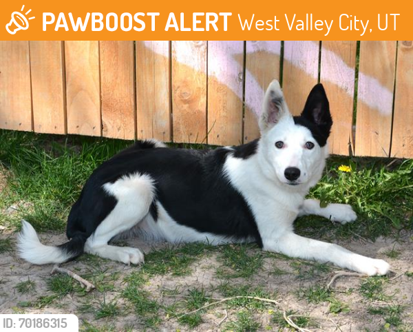 Shelter Stray Female Dog last seen Near BLOCK S 3000 W, WEST VALLEY CITY UT 84119, West Valley City, UT 84120