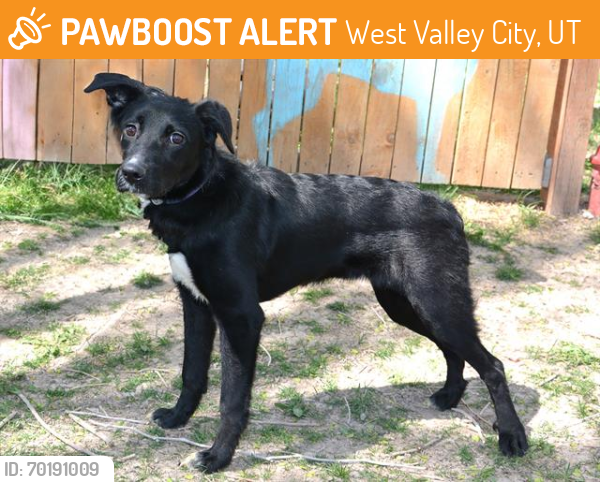 Shelter Stray Female Dog last seen Near BLOCK W 3500 S, West Valley City, UT 84120