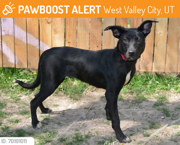 Shelter Stray Female Dog last seen Near BLOCK W 3500 S, WEST VALLEY CITY UT 84120, West Valley City, UT 84120